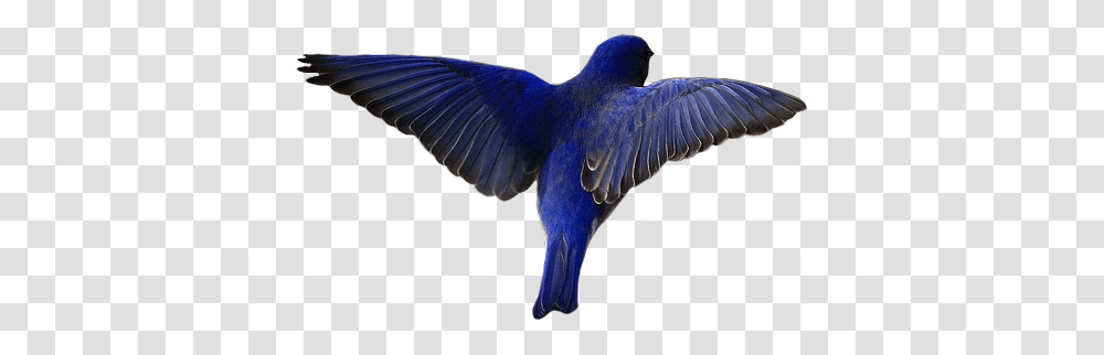 Bird Blue Wings Birds Cute Animal Pngs Aesthetic Boat Tailed Grackle, Bluebird, Jay, Flying, Blue Jay Transparent Png
