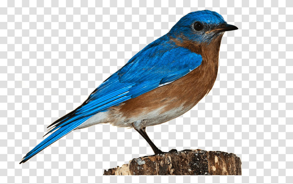 Bird Bluebird Bird Nature Perched Isolated Bird Hd Background, Animal, Jay, Blue Jay Transparent Png