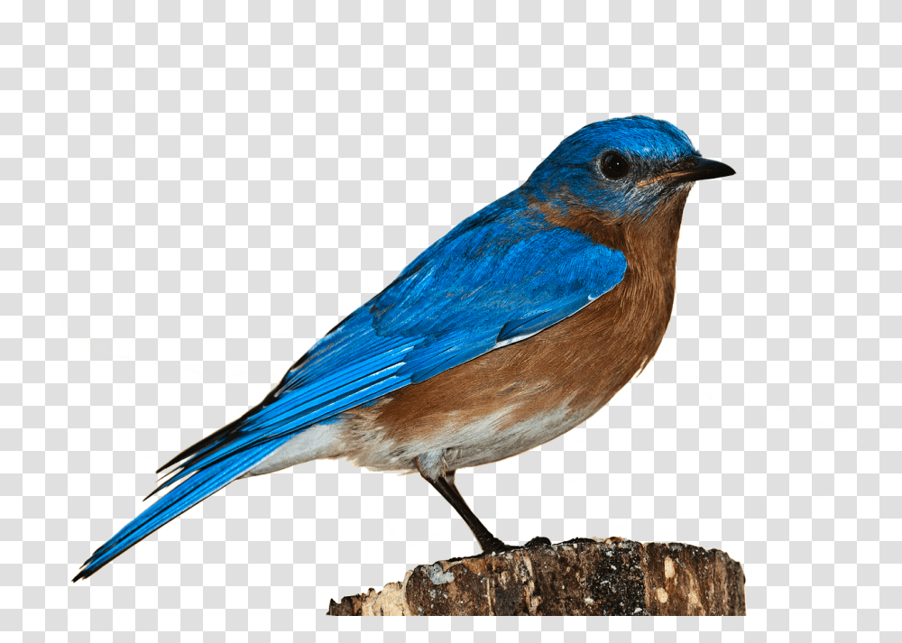 Bird Bluebird Blue Bird White Background, Animal, Jay, Blue Jay Transparent Png
