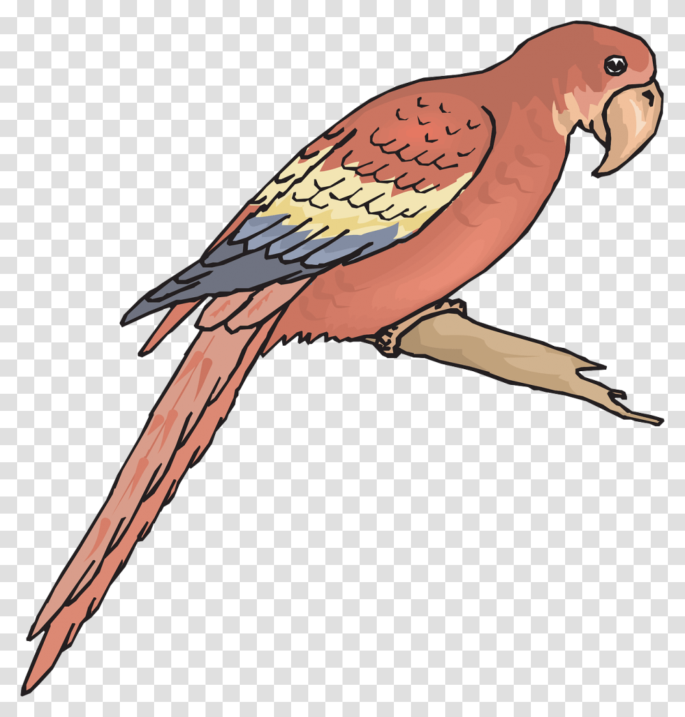 Bird Branch Wings Macaw Image Macaw Coloring Page, Animal, Blow Dryer, Appliance, Hair Drier Transparent Png