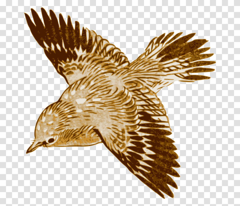 Bird Brown Bird Flying Painting, Animal, Hawk, Kite Bird, Buzzard Transparent Png