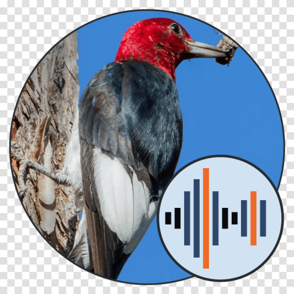 Bird Calls Sounds Soundboards - 101 Sound, Animal, Woodpecker, Flicker Bird, Blackbird Transparent Png