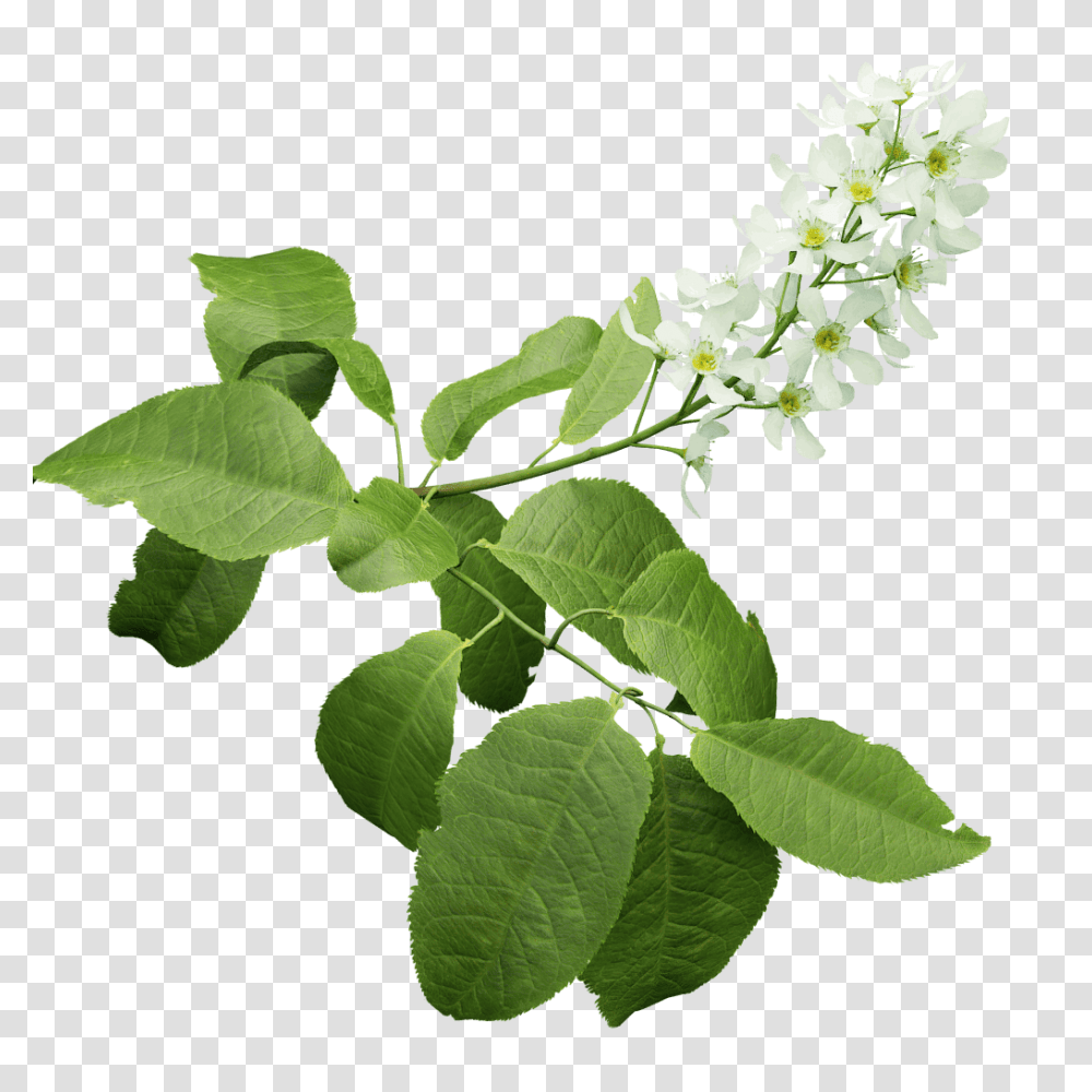 Bird Cherry, Leaf, Plant, Flower, Blossom Transparent Png