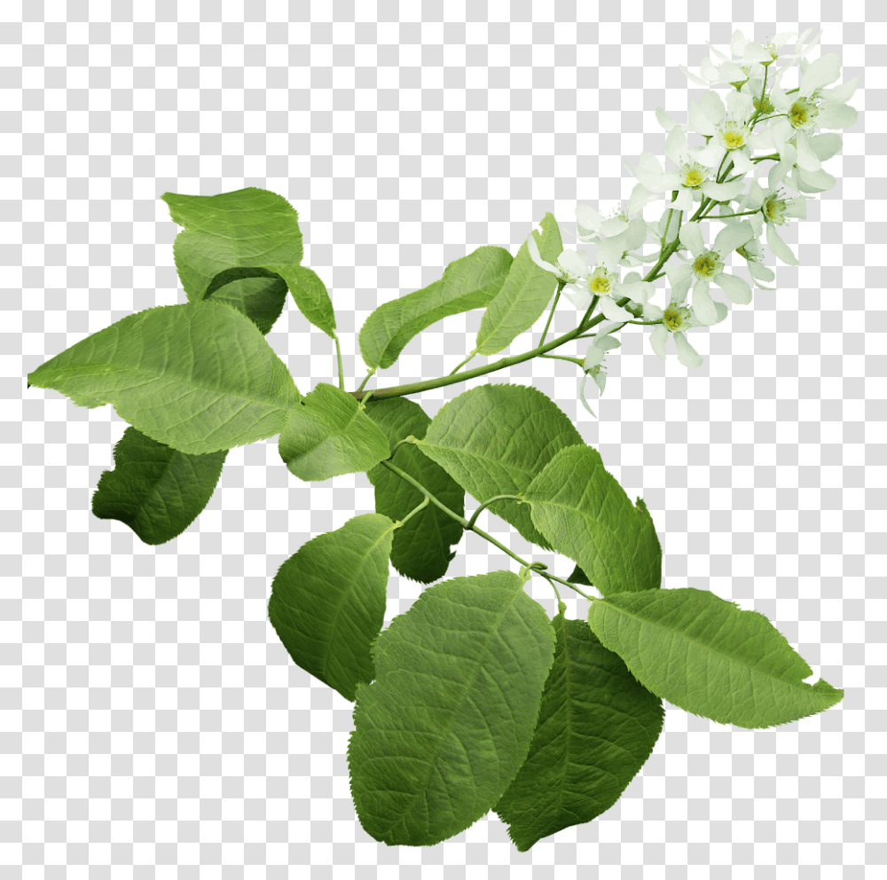 Bird Cherry The Grove 3d Trees Bird Cherry Tree, Leaf, Plant, Flower, Blossom Transparent Png