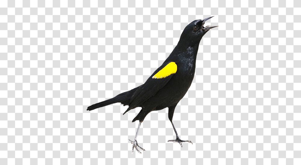 Bird Clip Art, Animal, Blackbird, Agelaius, Beak Transparent Png