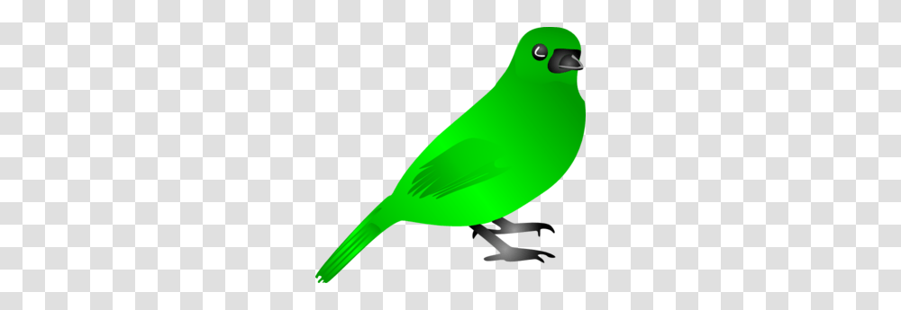 Bird Clip Art, Animal, Canary, Finch, Beak Transparent Png