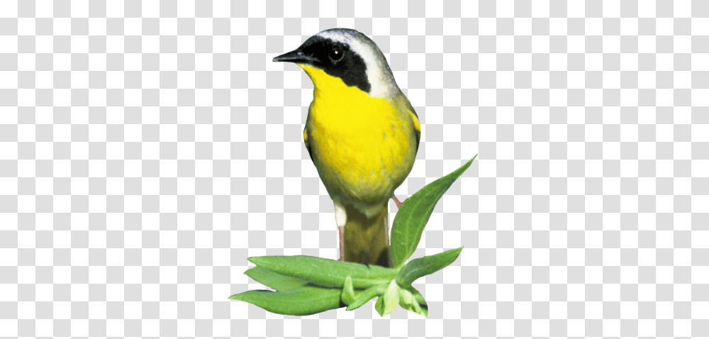 Bird Clip Art, Animal, Finch, Canary, Leaf Transparent Png