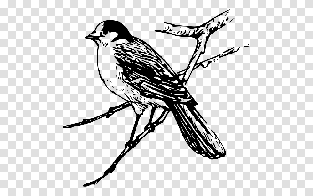 Bird Clip Art, Animal, Jay, Blackbird, Agelaius Transparent Png