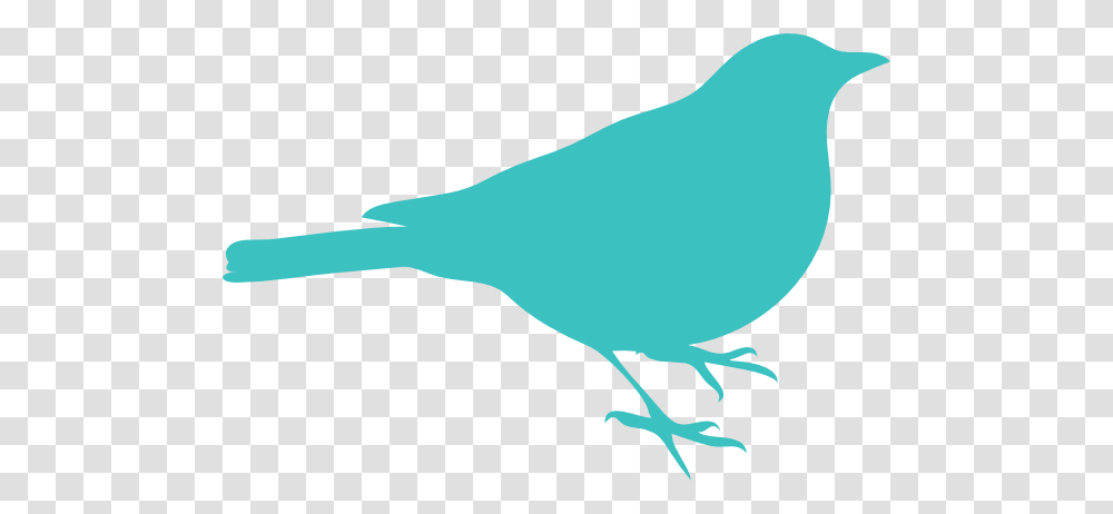 Bird Clip Art, Animal, Person, Human, Canary Transparent Png