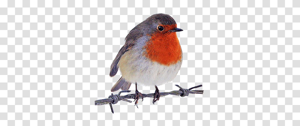 Bird Clip Art, Animal, Robin, Beak Transparent Png