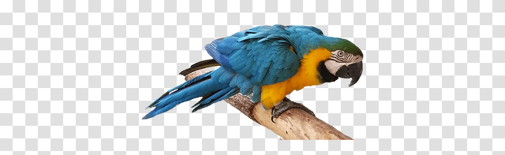 Bird Clip Art, Macaw, Parrot, Animal, Beak Transparent Png