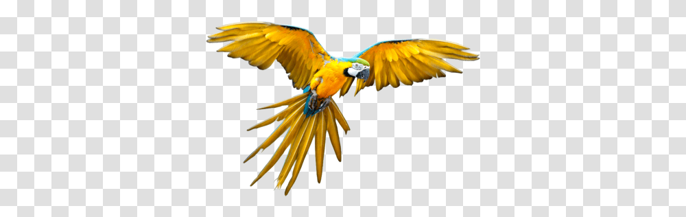 Bird Clip Art, Parrot, Animal, Macaw, Flying Transparent Png