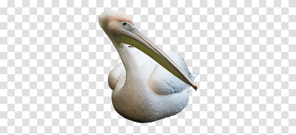 Bird Clip Art Pelican White Background, Beak, Animal Transparent Png