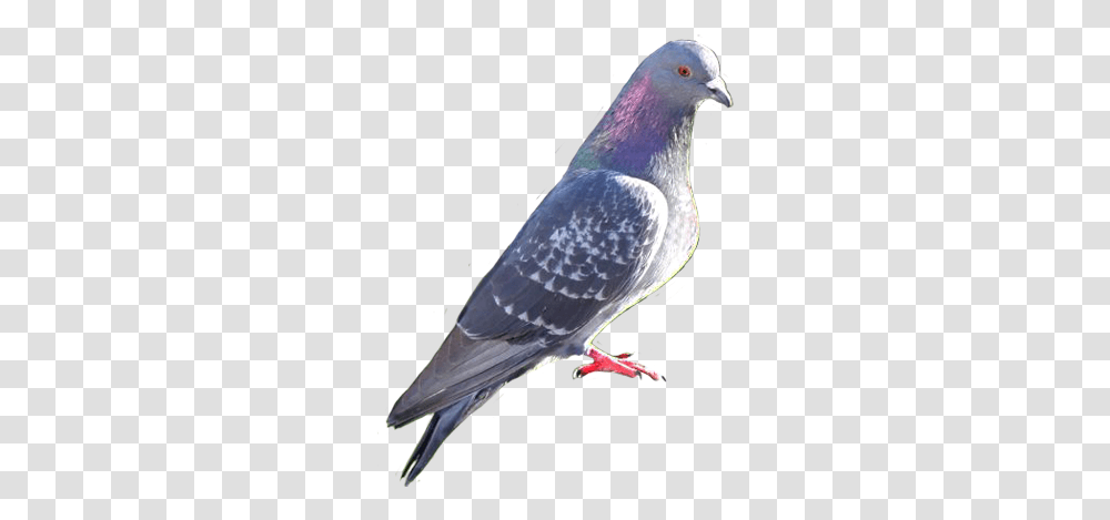 Bird Clip Art Pigeon Files Hd, Animal, Dove Transparent Png