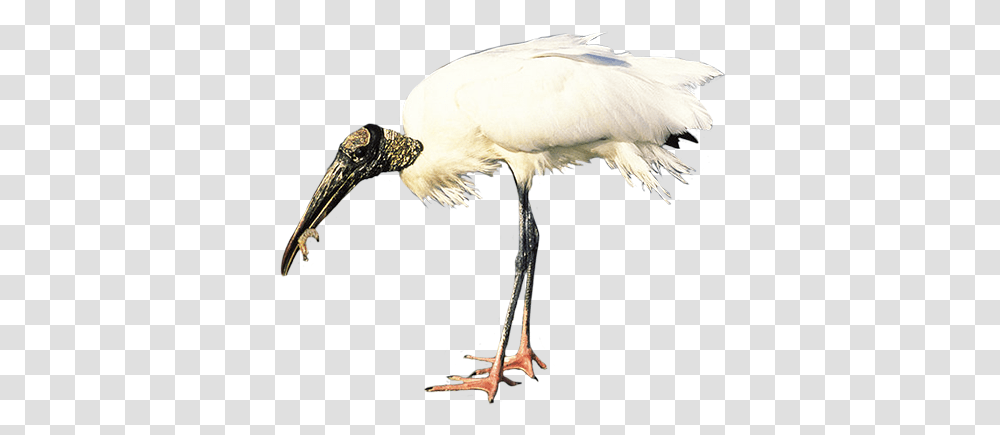 Bird Clip Art Wood Stork White Background, Animal, Crane Bird, Waterfowl, Beak Transparent Png