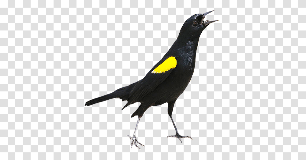 Bird Clip Art Yellow Shouldered Blackbird Drawing, Animal, Agelaius Transparent Png
