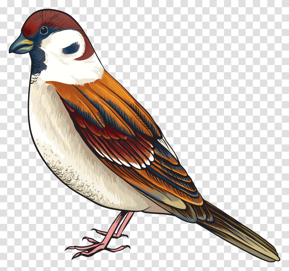 Bird Clipart, Animal, Beak, Finch, Sparrow Transparent Png
