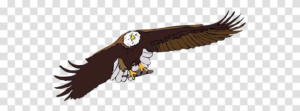 Bird Clipart Bald Eagle Bird Eagle Vector Transprent, Animal, Flying, Vulture, Dinosaur Transparent Png