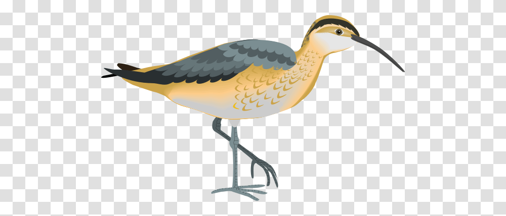 Bird Clipart For Web, Animal, Beak, Waterfowl, Crane Bird Transparent Png