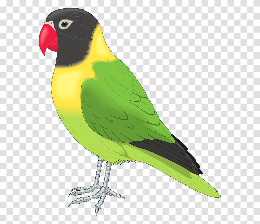 Bird Clipart Images, Animal, Parakeet, Parrot, Beak Transparent Png