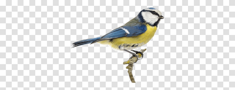 Bird Clipart Images Birds, Animal, Bluebird, Jay, Blue Jay Transparent Png