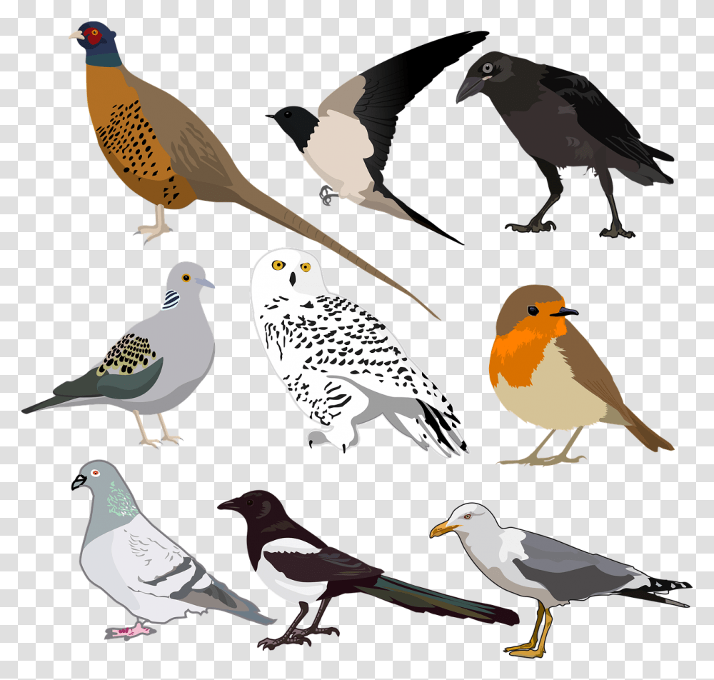 Bird Collection Wild Free Photo Birds Images Printable, Animal, Finch, Pigeon, Dove Transparent Png