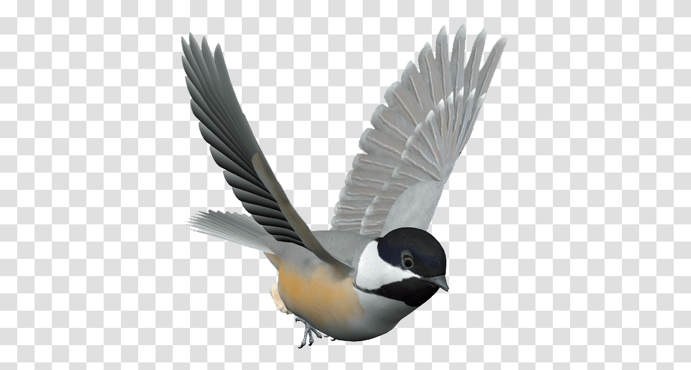 Bird Control Spike Columbidae Domestic Pigeon Kuruca Chickadee Bird Gif, Animal, Flying, Beak, Finch Transparent Png