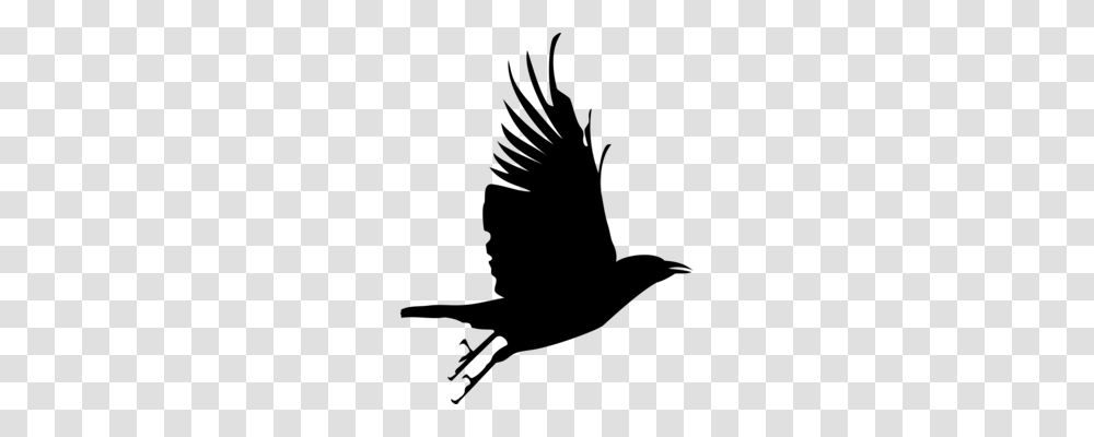 Bird Crow Beak Common Raven Feather, Gray, World Of Warcraft Transparent Png