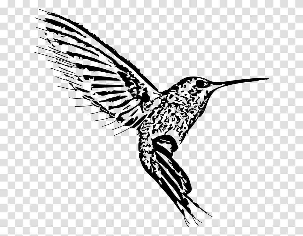 Bird Design White Nature Animal Pattern Hummingbird, Gray, World Of Warcraft Transparent Png