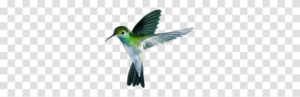 Bird Download Free Play Hummingbird, Animal, Bee Eater Transparent Png