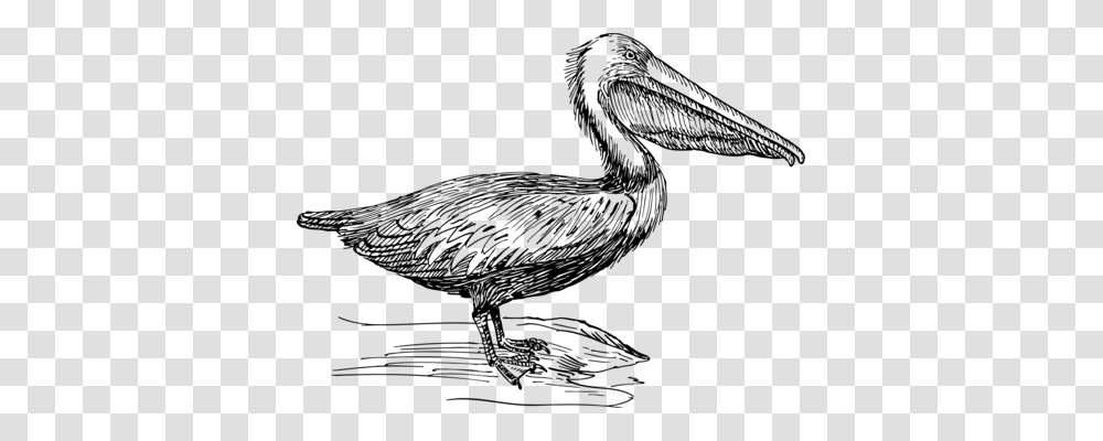 Bird Drawing Cartoon Brown Pelican Encapsulated Postscript Free, Gray, World Of Warcraft Transparent Png