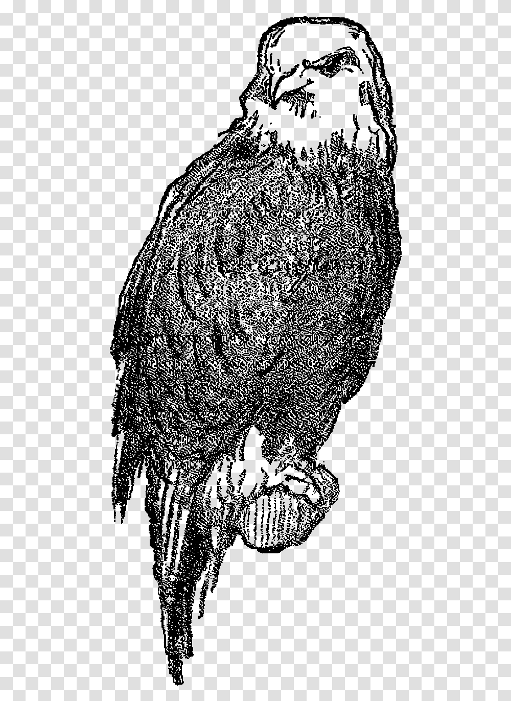 Bird Eagle Digital Image Falcon, Nature, Outdoors, Outer Space, Astronomy Transparent Png