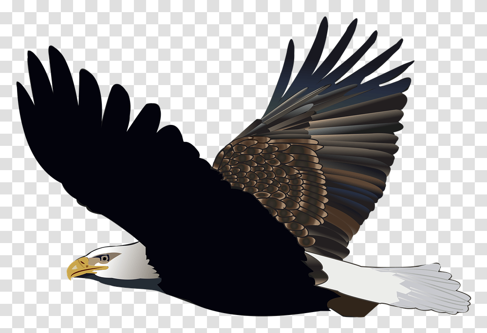 Bird Eagle Flying Feather Nature American Flight Aguia Voando, Animal, Bald Eagle Transparent Png