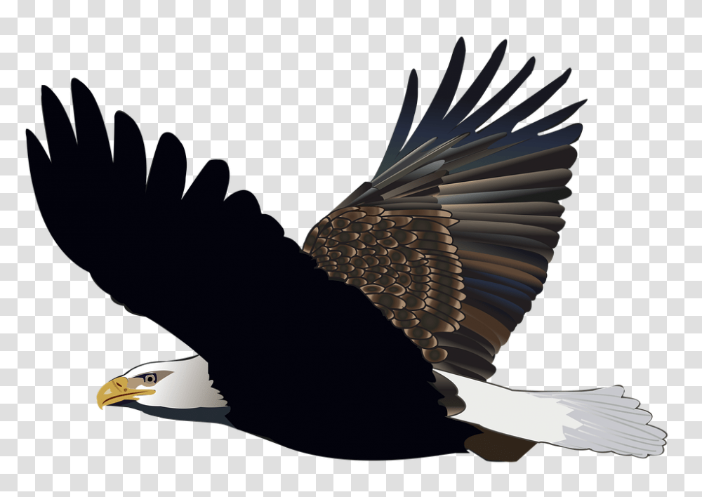 Bird Eagle Flying Feather Nature American Flight Eagle Gambar Burung Elang, Animal, Bald Eagle Transparent Png