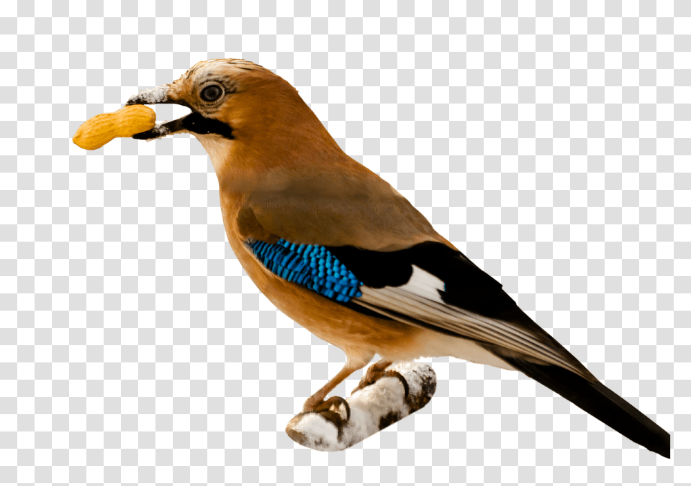 Bird Eating Peanut, Animal, Jay, Blue Jay, Plant Transparent Png