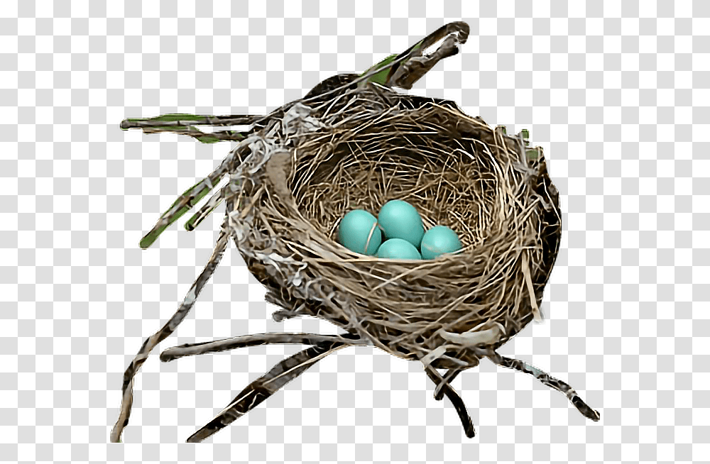 Bird Egg Nest Robin Nest Transparent Png