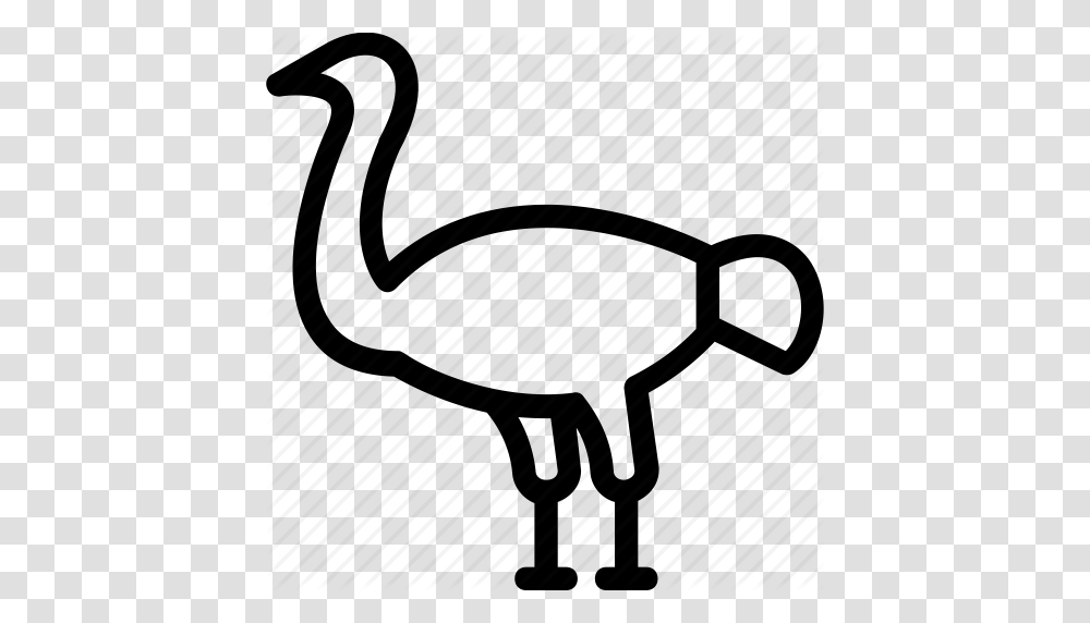 Bird Emu Ostrich Wildlife Zoo Icon, Animal, Piano, Leisure Activities, Musical Instrument Transparent Png