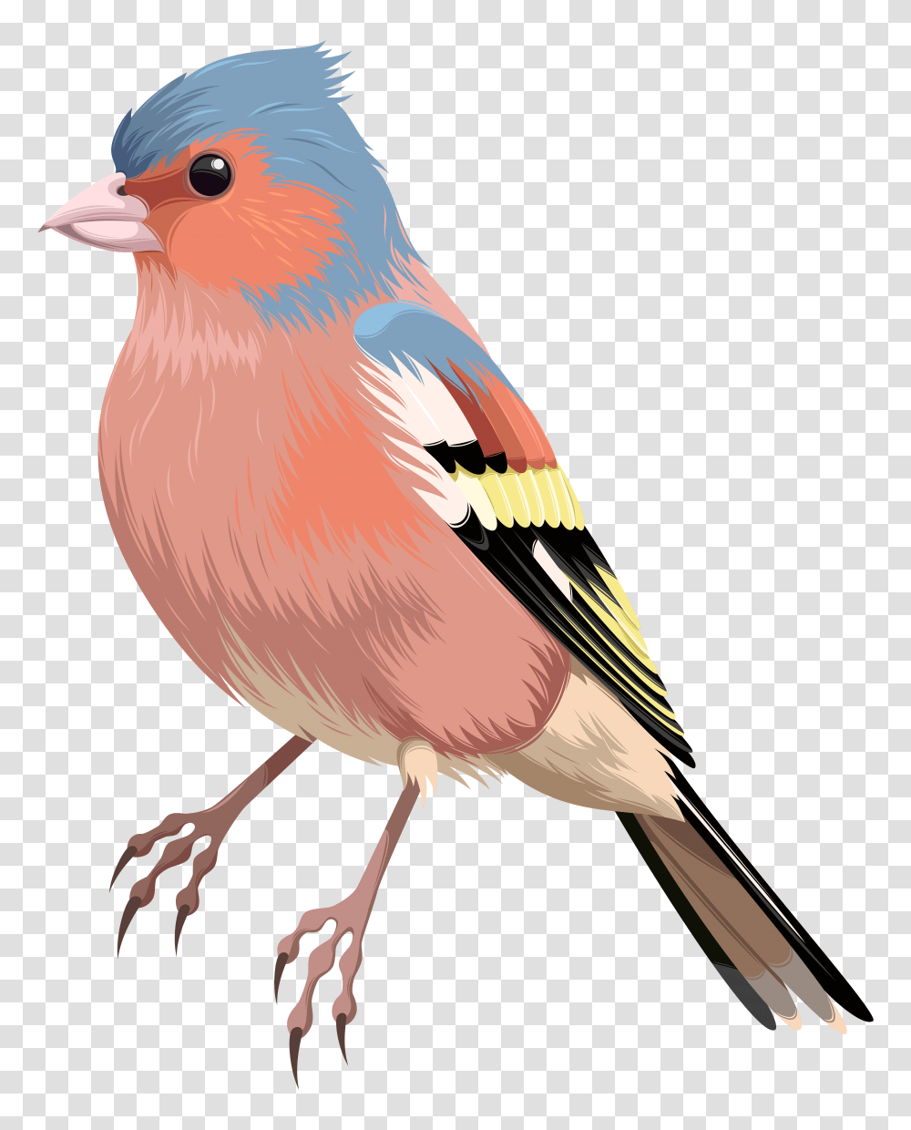Bird European Robin Domestic Canary Clip Art Transparent Png