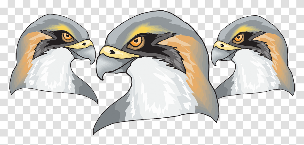 Bird Falcon Predator Free Vector Graphic On Pixabay Hawk Head, Beak, Animal, Eagle, Vulture Transparent Png