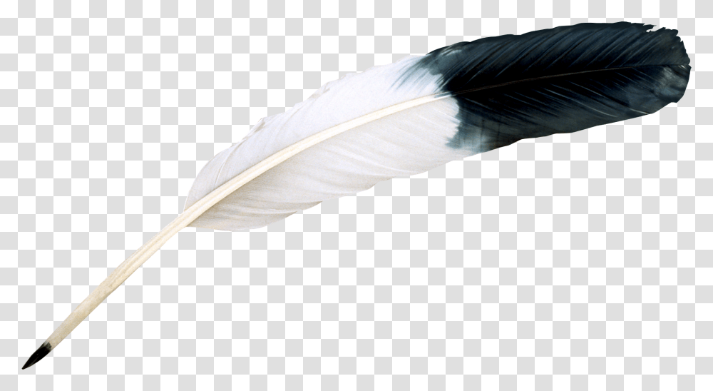 Bird Feather, Bottle, Leaf, Plant, Animal Transparent Png