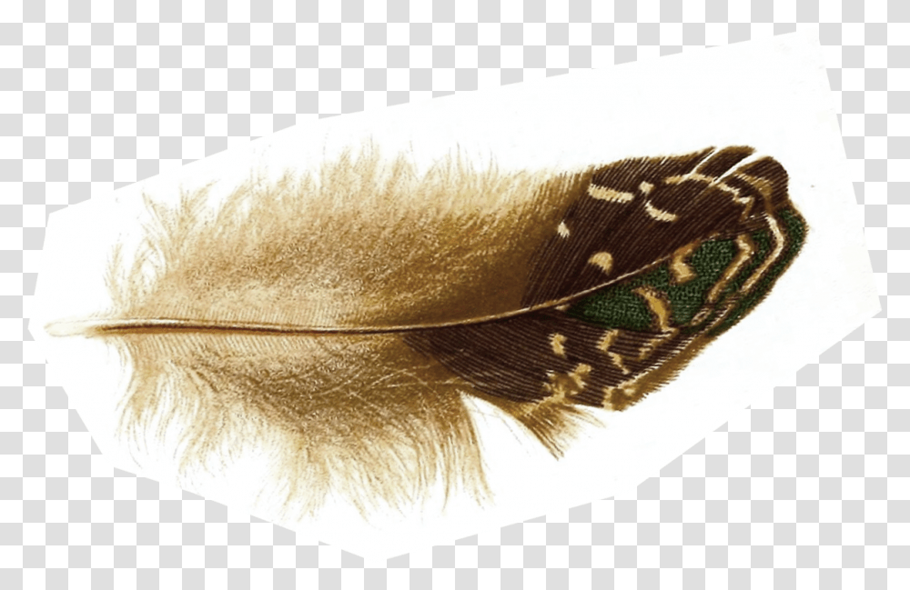 Bird Feather, Apparel, Rug, Leaf Transparent Png