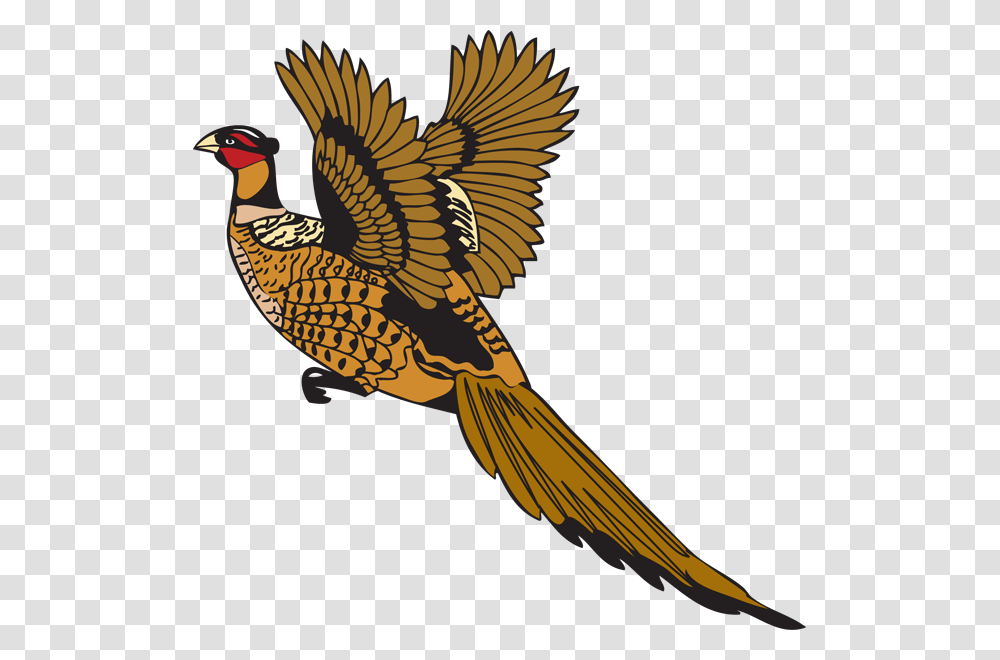 Bird Feather Pheasant Drawing Pheasant Cartoon, Animal Transparent Png