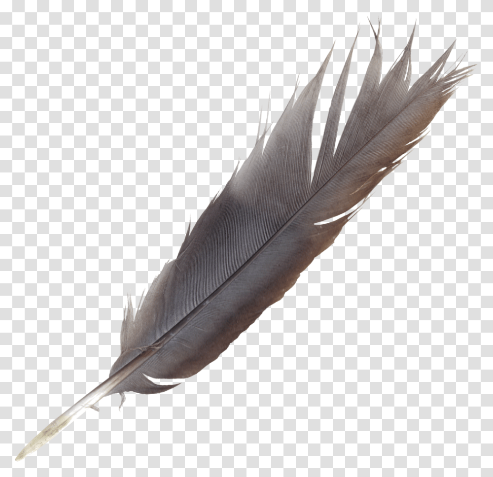 Bird Feather Quill Wing Feather Pen Background, Bottle, Ink Bottle, Animal, Leaf Transparent Png