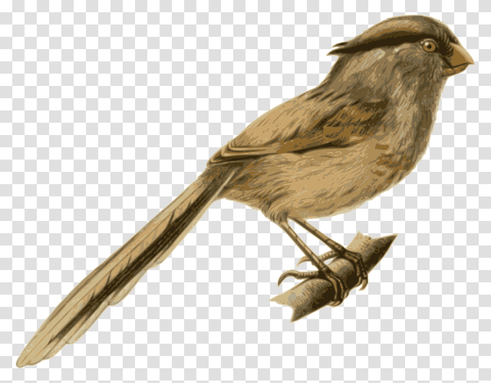 Bird Feathers Animal Brown Sitting Twig Branch Feather Covered Animals, Finch, Sparrow, Canary, Beak Transparent Png