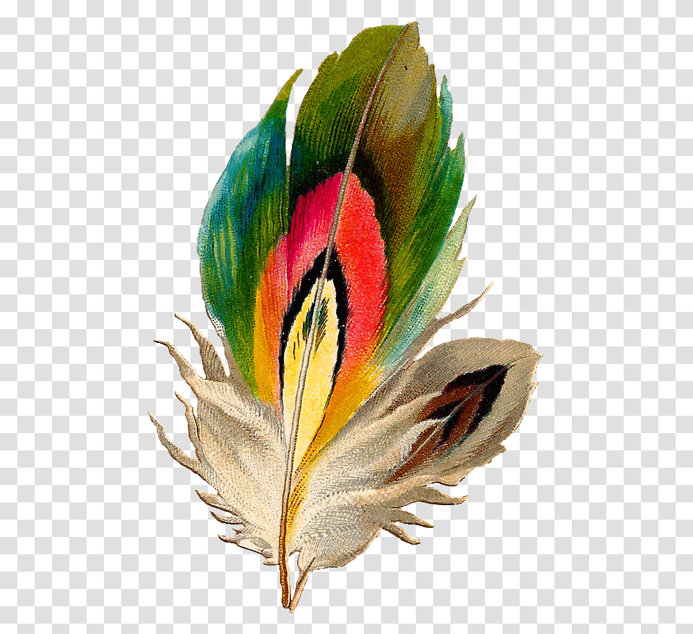 Bird Feathers Bird Feather Image Feather Clip Art, Plant, Flower, Blossom, Animal Transparent Png