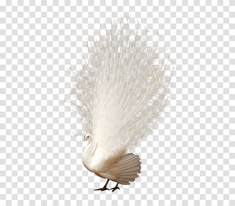 Bird Feathers White Peacock, Animal, Waterfowl Transparent Png