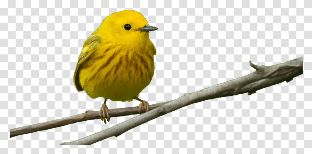 Bird Feeders Beak Window Finch Yellow Warbler Without Background, Animal, Canary Transparent Png