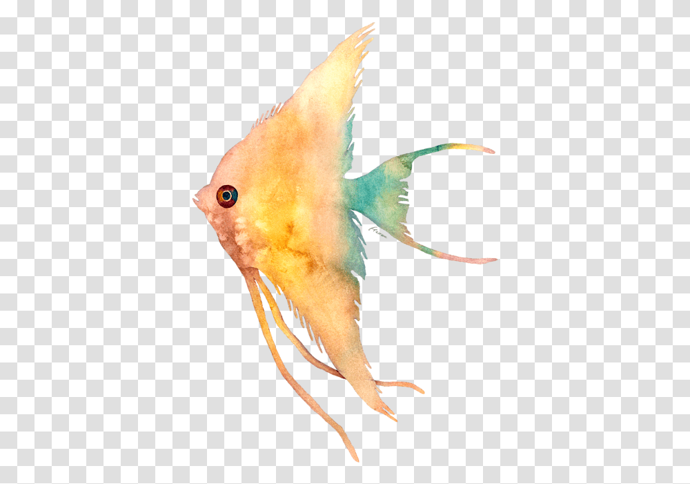 Bird, Fish, Animal, Angelfish, Sea Life Transparent Png