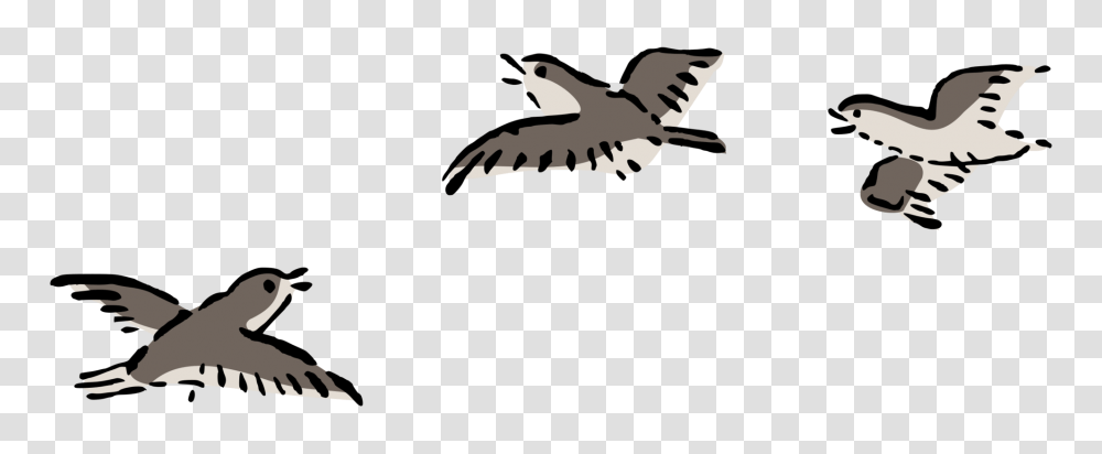 Bird Flight Bird Flight Columbidae Airplane, Animal, Flying, Vulture, Kite Bird Transparent Png