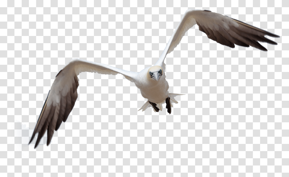 Bird Flight By Queenphotoshop On Clipart Library Burung Untuk Photoshop, Animal, Flying, Waterfowl, Seagull Transparent Png